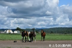 現在は知りあいに放牧地を貸している