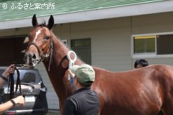 マイクロチップ検査で個体識別