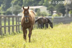 リオンダリーナの全弟(牡1歳、父モーニン)