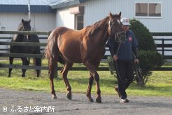 今後は認定NPO法人引退馬協会が引き継ぐ