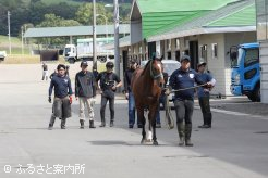 8頭が入厩したJRA日高育成牧場