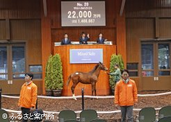 牝馬最高額サロニカの2024