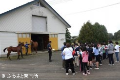 今年生まれた当歳とお母さん馬