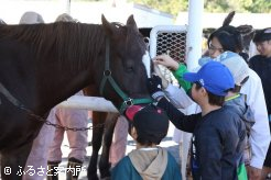 馬とふれあうひだかうまキッズ探検隊