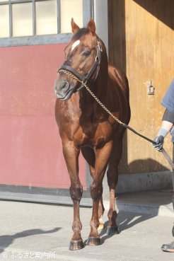 種牡馬引退が決まったスズカコーズウェイ