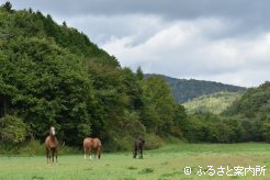 高村牧場の繁殖放牧地