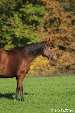 写真3 [馬と紅葉]