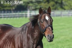 種牡馬引退が発表されたアルデバランⅡ