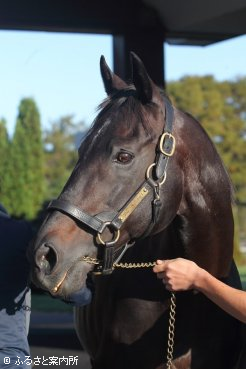 種牡馬引退が発表されたスクワートルスクワート