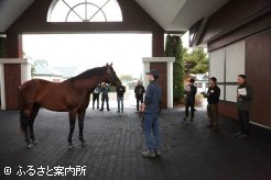 静内種馬場繋養種牡馬を見学