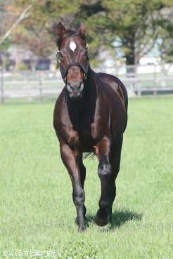 今後は功労馬として余生を送る