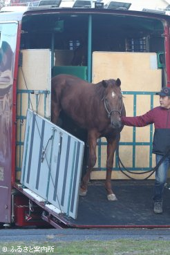 元気な姿で白馬牧場に到着した