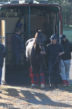 元気な姿でJBBA静内種馬場に到着