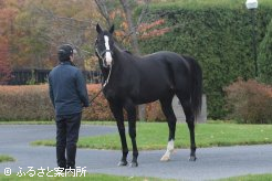 種牡馬展示のトリを務めたイクイノックス