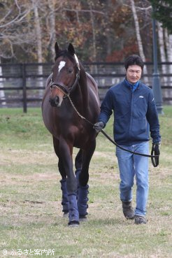 繋養先は鹿児島県のJBBA九州種馬場になる