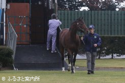 元気な姿でブリーダーズ･スタリオン･ステーションに到着した