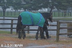 JBBA七戸種馬場強雨の新種牡馬サブノジュニア