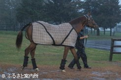 JBBA静内種馬場を旅立つアニマルキングダム　