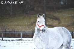 エバーシンスの母サンバディ