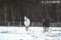 母サンバディ(左)はオメガパフュームの仔を受胎中