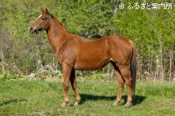 スズカフェニックス23歳の春