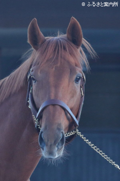 写真：レモンポップ(USA)