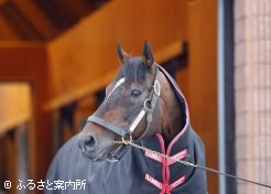 産駒が朝日杯フューチュリティS(G1)を制して意気上がるモーリス