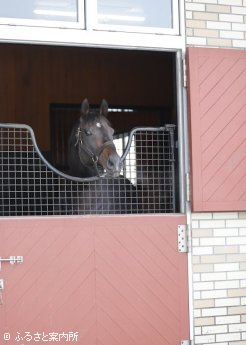 半年ぶりにブリーダーズ・スタリオン・ステーションの馬房でくつろいだ