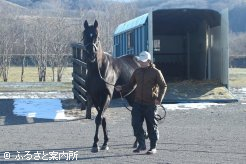 種付けはイーストスタッドで行うという