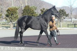 キタサンブラックの後継種牡馬として期待は大きい