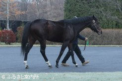 デビューした2世代から重賞勝ち馬を出した