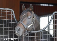 ニュージーランドでは2歳チャンピオンサイアーとなったこともあるサトノアラジン