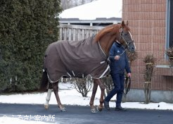 到着後、アドマイヤマーズは元気な歩様を披露してくれた