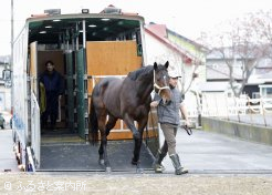 元気よく馬運車から降り立った