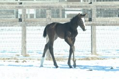 1月13日に生まれた鹿毛の牝馬