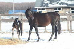 母はアメリカのG2勝馬のラフォルス