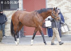 新種牡馬プロミストウォリアも元気な姿を見せた