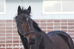 ハービンジャーの後継として期待は大きいニシノデイジー