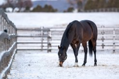 供用初年度は125頭の繁殖牝馬を迎えた