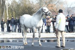 ステイゴールドの後継ウインブライト