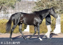ステラヴェローチェの好馬体にどよめきが行った