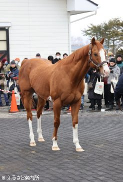 新種牡馬ながらキャリアは充分のパールシークレット