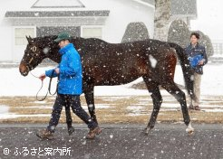 ゴールドドリームは昨年の2歳新種牡馬勝ち馬数1位