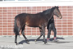 新種牡馬のニシノデイジー