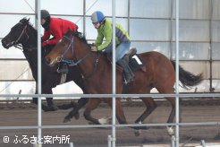 シャマルの半弟になるマイネルトレマーズ