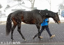 人気ナンバーワンのタイトルホルダー