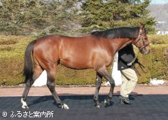産駒がデビュー年度を迎えたミスチヴィアスアレックス