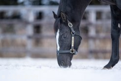 レーティングでは2019年の4歳以上牡馬チャンピオン