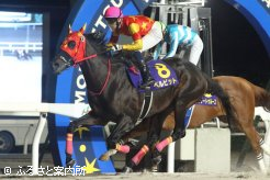 ホッカイドウ競馬で無敵を誇ったベルピット