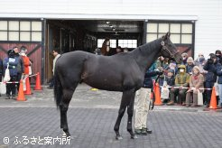 兄もアロースタッドに繋養されていたレッドベルオーブ